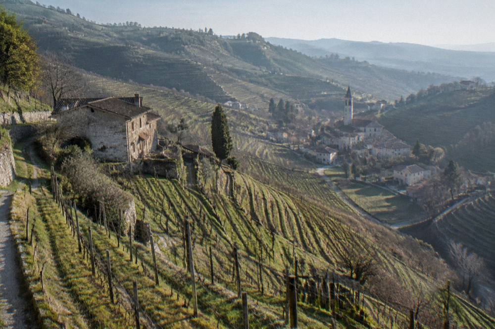 Vineyard rows on a hillside in the Prosecco hills north of Padua