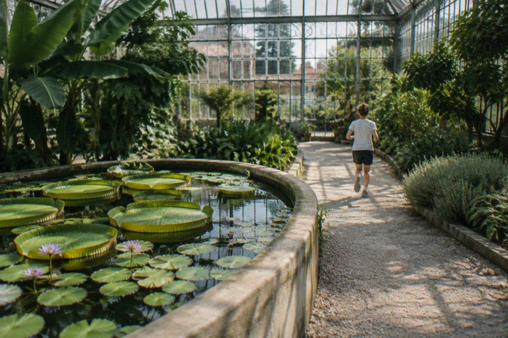 Tropical waterlily pads floating in a warm tank inside a plant greenhouse