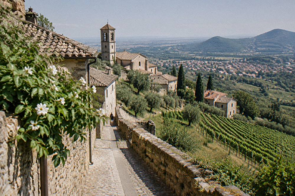 Vineyard rows on a hillside with a small town visible in the distance below